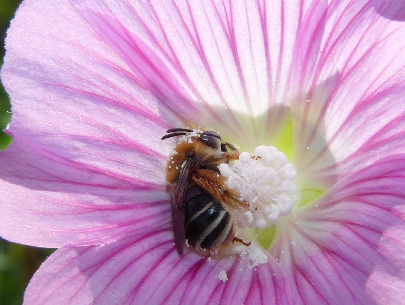 Eucera sp.?